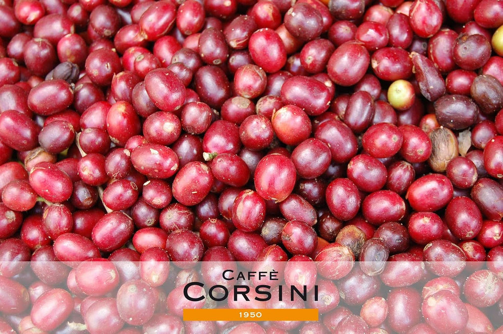 Caffè Corsini - Compagnia Dell'Arabica, Arabica Kaffeebohnen Aromatisch Und Cremig, 1 Kg Packung Geröstete Kaffeebohnen